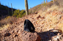 Black Swallowtail Shoulder Bag